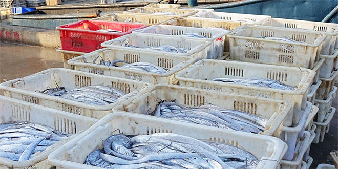 تراجع نشاط الصيد بميناء الحسيمة بـ7% خلال 2025