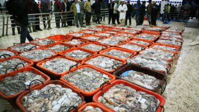 تراجع طفيف في قيمة منتجات الصيد بالمغرب رغم ارتفاع المحار والطحالب