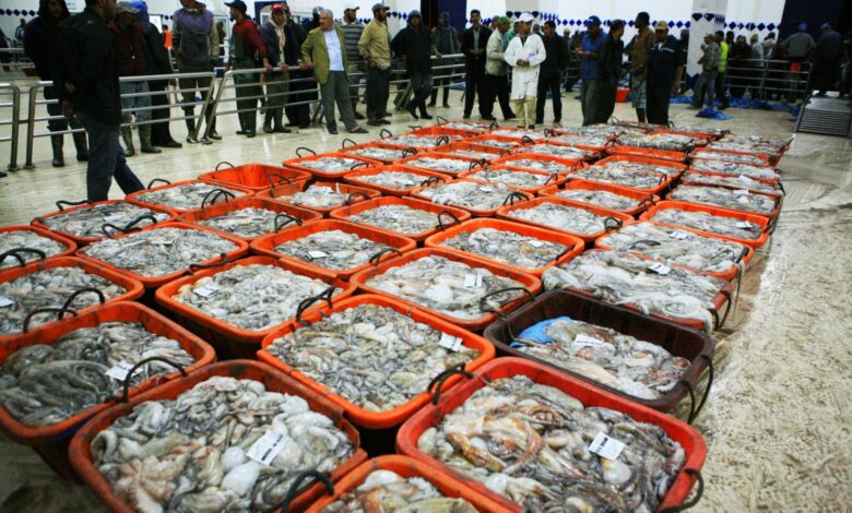 تراجع طفيف في قيمة منتجات الصيد بالمغرب رغم ارتفاع المحار والطحالب