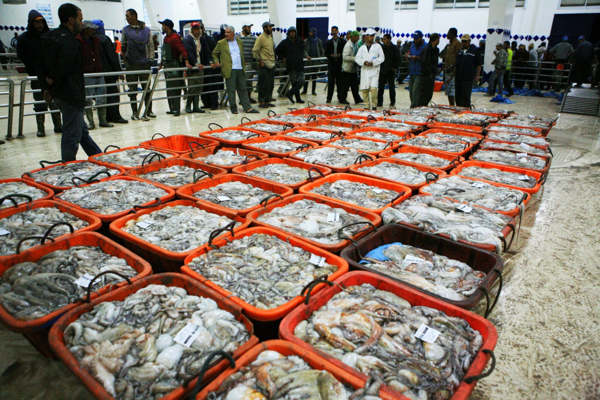 تراجع طفيف في قيمة منتجات الصيد بالمغرب رغم ارتفاع المحار والطحالب