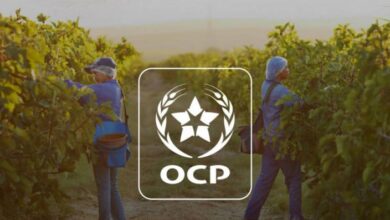 مجموعة OCP تحقق نمواً بـ 22% مع ارتفاع الطلب العالمي على الأسمدة