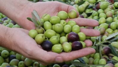 برنامج "المثمر" يرفع إنتاج الزيتون بمولاي يعقوب بنسبة تفوق 30%