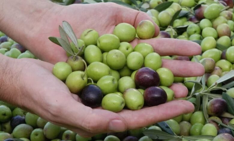 برنامج "المثمر" يرفع إنتاج الزيتون بمولاي يعقوب بنسبة تفوق 30%
