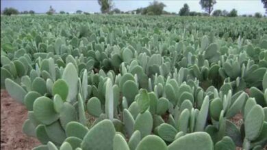 برنامج الصبار المقاوم للمن يحقق 50% من أهدافه