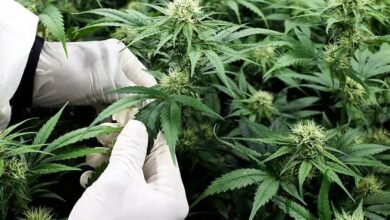 المغرب يحدد تواريخ زراعة أصناف القنب الهندي لموسم 2026