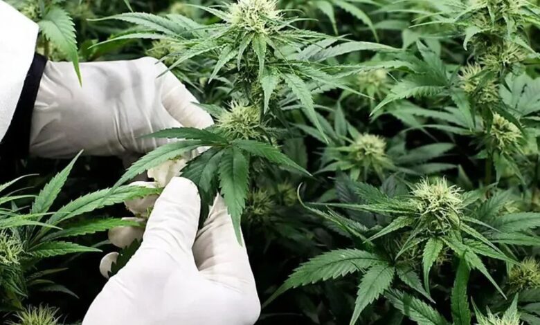 المغرب يحدد تواريخ زراعة أصناف القنب الهندي لموسم 2026