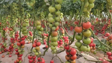 توقعات بارتفاع أسعار الطماطم والفلفل قبل رمضان بسبب تراجع الإنتاج