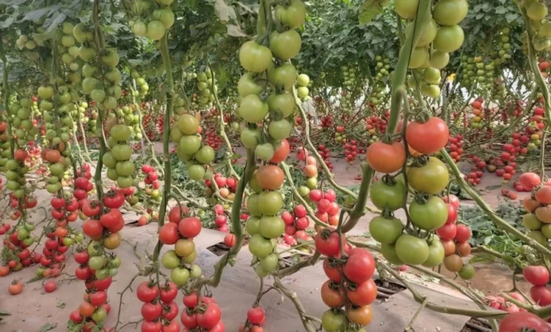 توقعات بارتفاع أسعار الطماطم والفلفل قبل رمضان بسبب تراجع الإنتاج