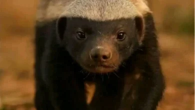 "اعْسيلة"... من هو حيوان الراصل الذي أشعل المواقع في المغرب