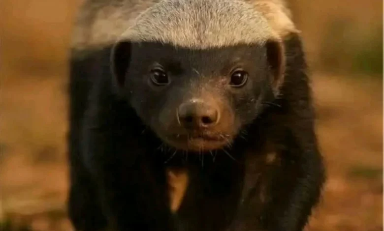 "اعْسيلة"... من هو حيوان الراصل الذي أشعل المواقع في المغرب