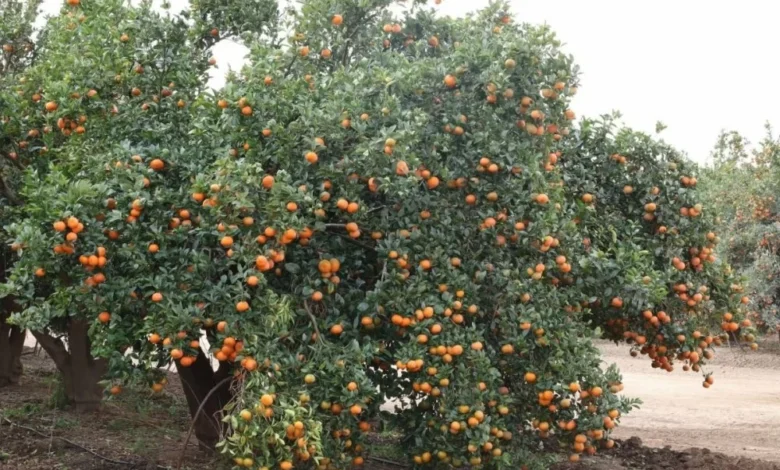 صادرات المندرين ترتفع بـ43% خلال الموسم الجديد