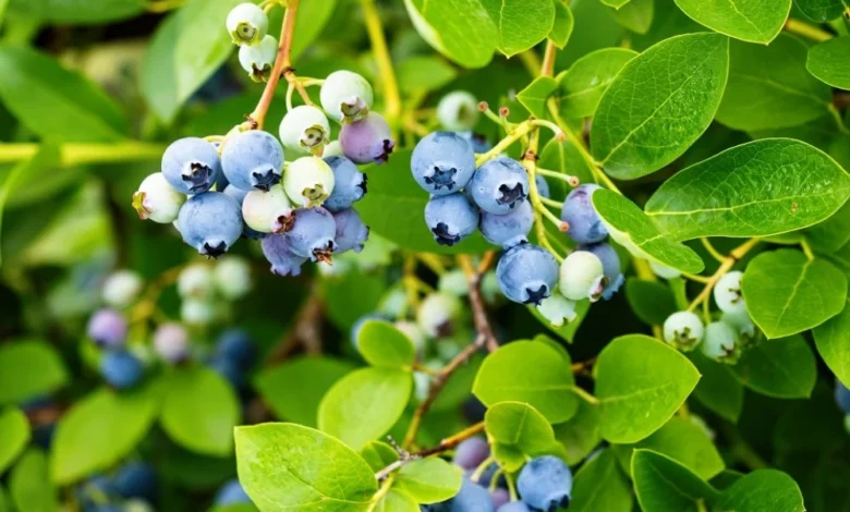 ظروف مناخية مثالية تَعِدُ بحصاد استثنائي من التوت الأزرق بالمغرب