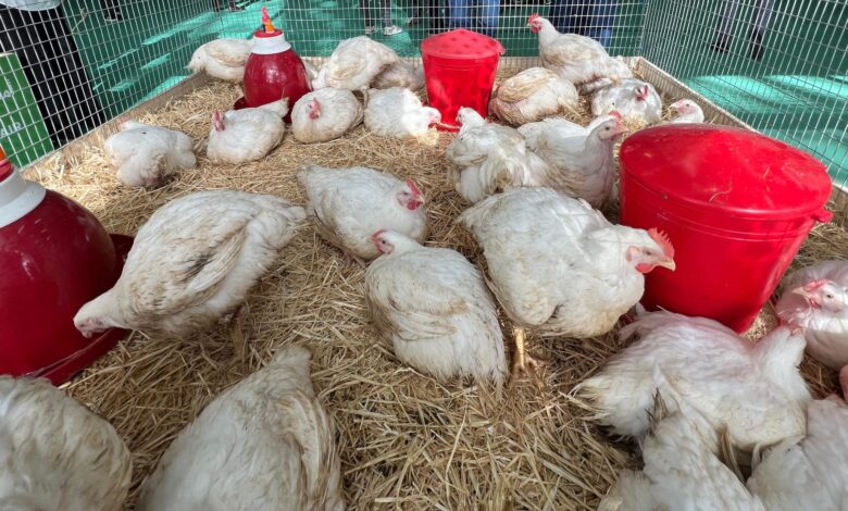 معرض الدواجن يستقطب أزيد من 450 عارضاً و14 ألف زائر 