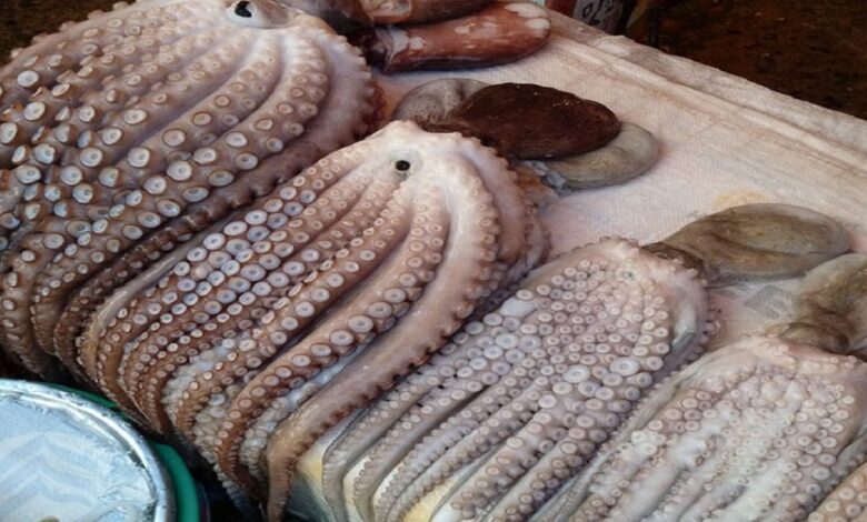 افتتاح الموسم الشتوي لصيد الأخطبوط ابتداء من فاتح يناير