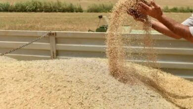 مجلس المنافسة يرصد اختلالات قطاع الحبوب والهدر الغذائي