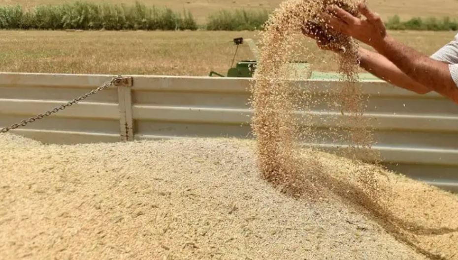 مجلس المنافسة يرصد اختلالات قطاع الحبوب والهدر الغذائي