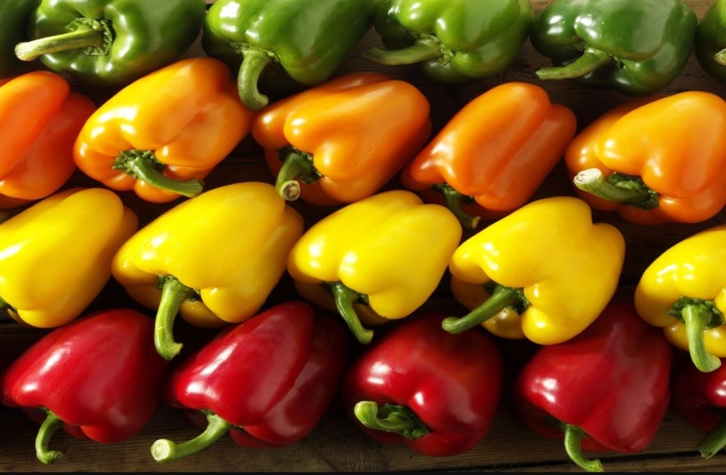 صادرات المغرب من الفلفل الحلو تسجل رقما قياسيا بـ 240 مليون دولار