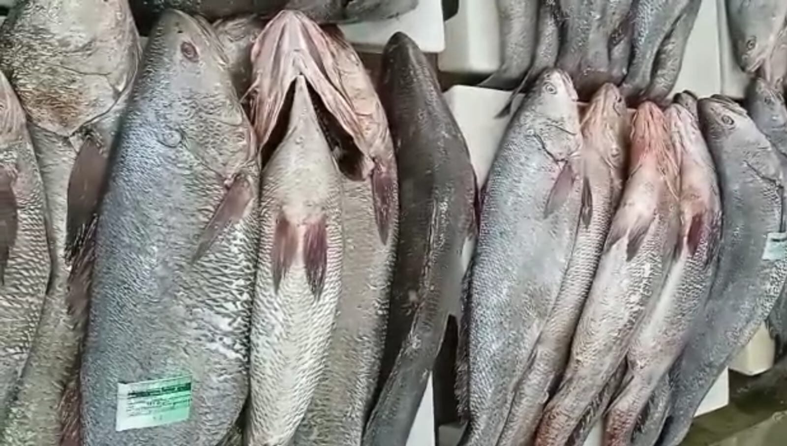 الداخلة تحظر صيد سمك "الكوربين" في دجنبر