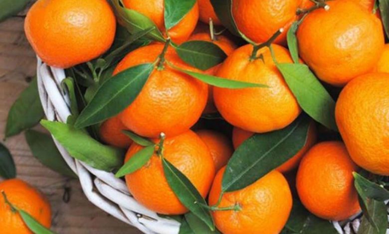 عائدات صادرات الحوامض المغربية إلى ألمانيا تتجاوز 10 ملايين دولار