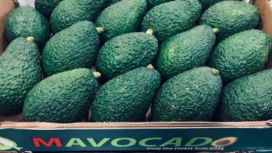 عائدات صادرات الأفوكادو المغربي تتجاوز 300 مليون دولار