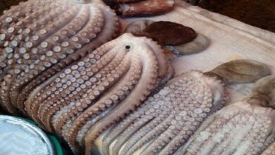 افتتاح الموسم الشتوي لصيد الأخطبوط ابتداء من فاتح يناير