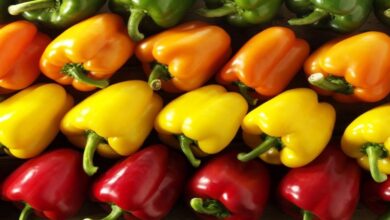 صادرات المغرب من الفلفل الحلو تسجل رقما قياسيا بـ 240 مليون دولار