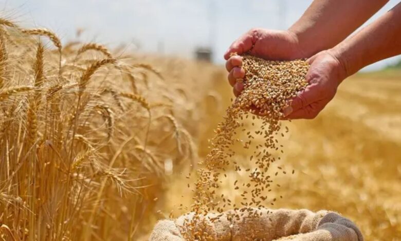 تقرير أمريكي: المغرب يتصدر مستوردي الحبوب في شمال أفريقيا