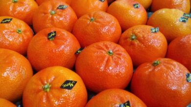 المندرين يرفع سقف صادرات المغرب من الحوامض 