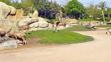 حديقة الحيوانات بالدار البيضاء تستقبل الزوار ابتداء من 30 دجنبر