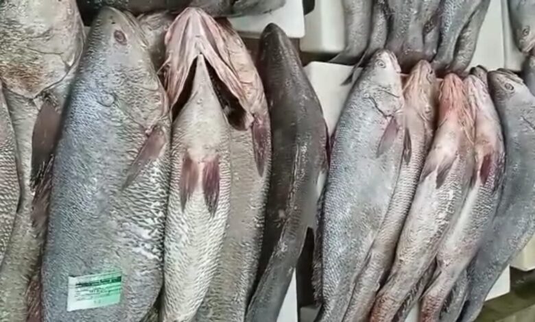 الداخلة تحظر صيد سمك "الكوربين" في دجنبر