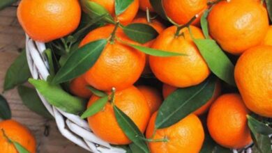 عائدات صادرات الحوامض المغربية إلى ألمانيا تتجاوز 10 ملايين دولار