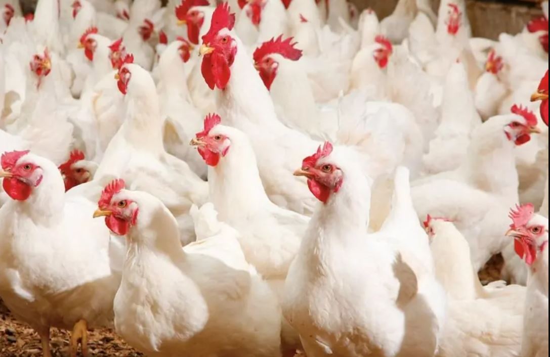 الاضطرابات الجوية تشلّ تفريغ سفن أعلاف الدواجن بالمغرب