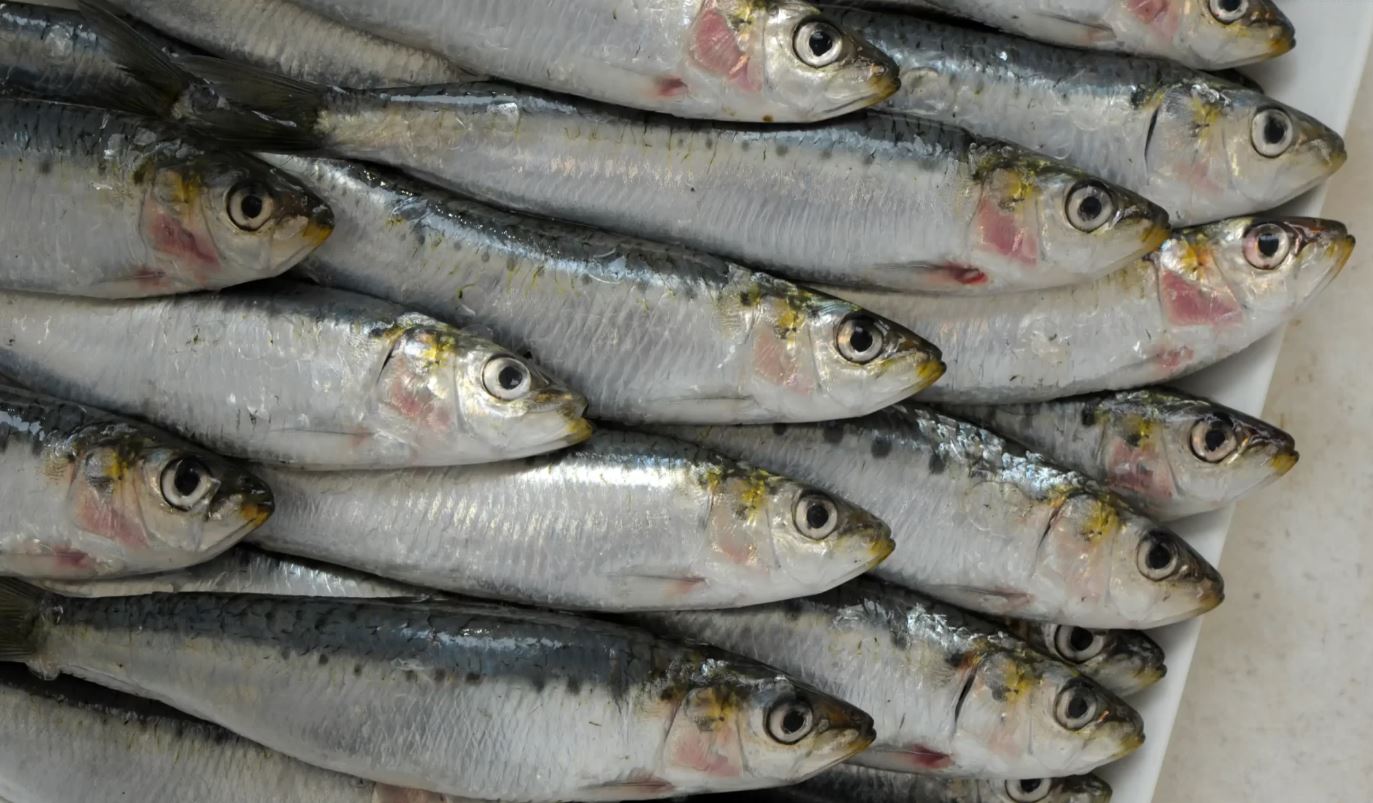المغرب يوقف تصدير السردين المجمد ابتداءا من فاتح فبراير