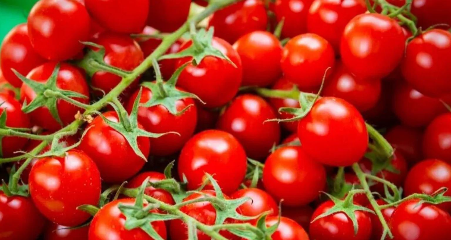 المغرب شريك محوري لأوروبا في سلسلة توريد الطماطم
