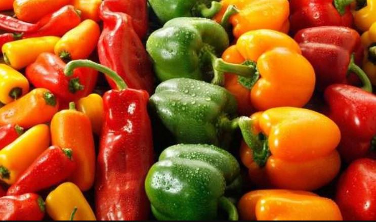 الأمطار تبطئ جني الفلفل بسوس-ماسة دون تسجيل خسائر