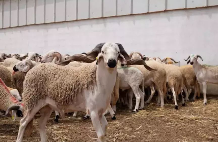 وزارة الفلاحة تصرف 5,2 مليارات درهم لدعم أزيد من مليون كساب