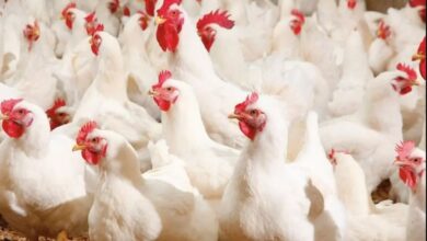 الاضطرابات الجوية تشلّ تفريغ سفن أعلاف الدواجن بالمغرب