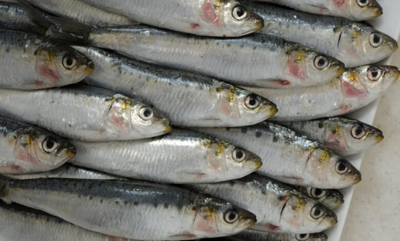 المغرب يوقف تصدير السردين المجمد ابتداءا من فاتح فبراير