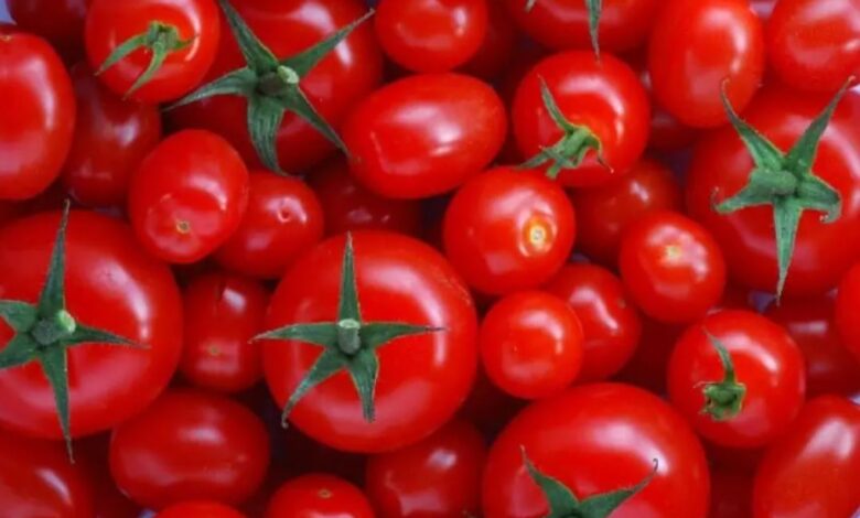 المغرب يرتقي في ترتيب كبار منتجي الطماطم عالميًا 