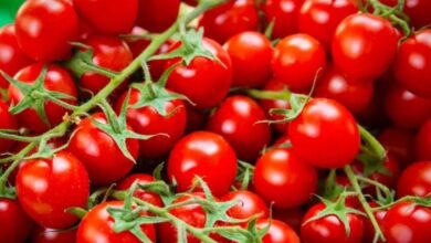 المغرب شريك محوري لأوروبا في سلسلة توريد الطماطم