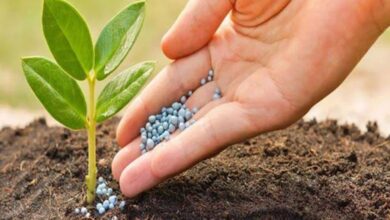 ارتفاع الطلب الهندي على الأسمدة يعزز دور "OCP" في السوق الدولية