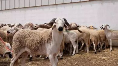 وزارة الفلاحة تصرف 5,2 مليارات درهم لدعم أزيد من مليون كساب