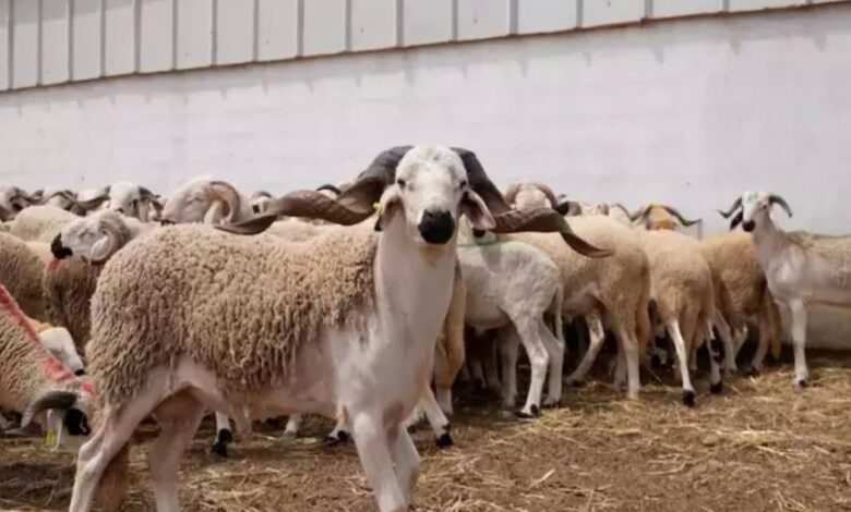 وزارة الفلاحة تصرف 5,2 مليارات درهم لدعم أزيد من مليون كساب