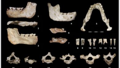 اكتشاف أحافير بشرية عمرها 773 ألف سنة في "كاريان طوما" بالدار البيضاء