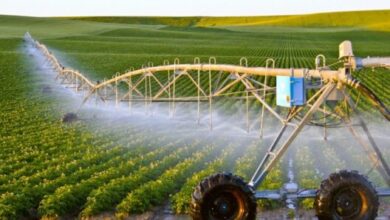 بايتاس: أكثر من 4 ملايين هكتار محروثة وموسم فلاحي واعد