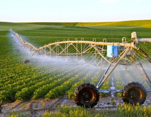 بايتاس: أكثر من 4 ملايين هكتار محروثة وموسم فلاحي واعد