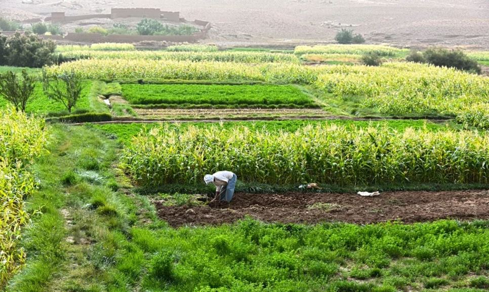 الحكومة توسّع تمليك أراضي الجماعات السلالية