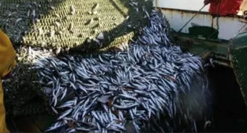 تعليق صيد الأسماك السطحية الصغيرة بالمنطقة الجنوبية