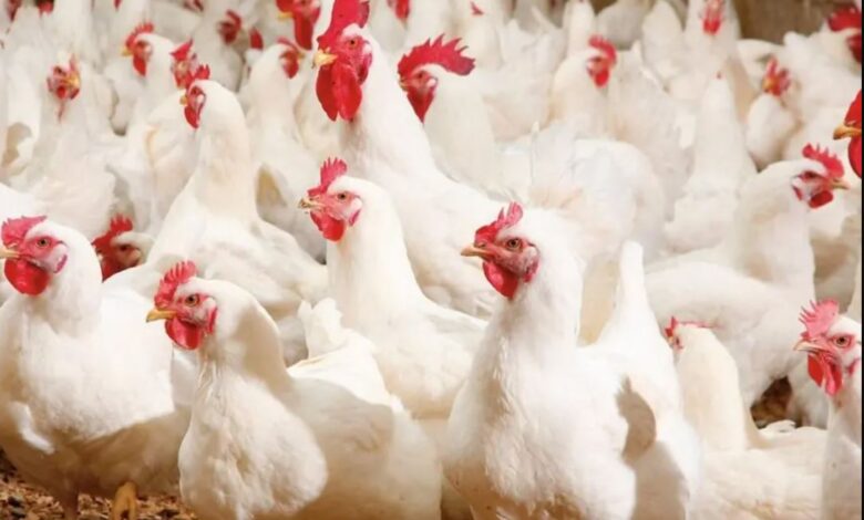 اضطرابات واردات أعلاف الدواجن في المغرب تضغط على الإنتاج