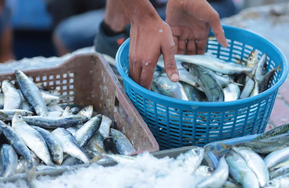 السردين يفتتح رمضان بـ17 درهمًا للكيلوغرام